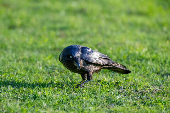 Australian raven tilting head while standing on grass