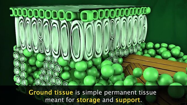 Structure and types of ground tissues of a plant.