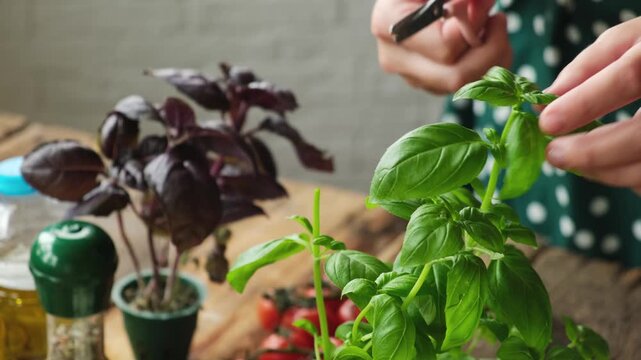 Hands cut off fresh basil leaves to make caprese salad.