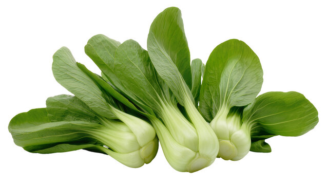 Fresh Green Bok Choy Bundle with Rounded White Stems