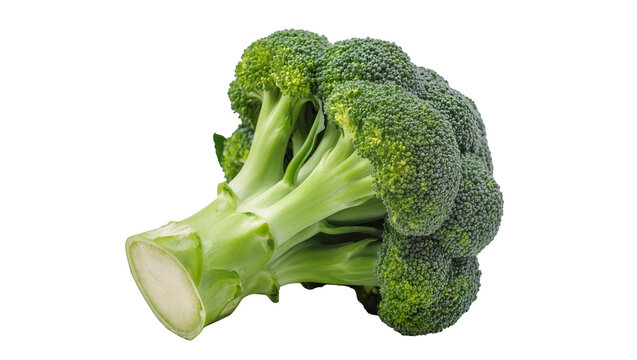 Fresh green broccoli head with vibrant florets and thick stem