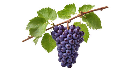Dark purple grape bunch with green leaves and brown vine © Miguel
