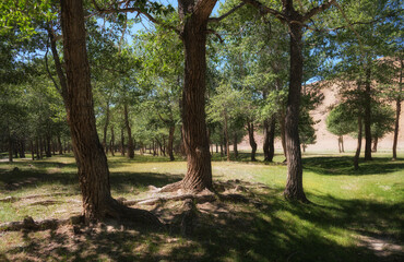 Fototapeta premium Photo of floodplain poplar forest near the river Kyzylshin in Altai.