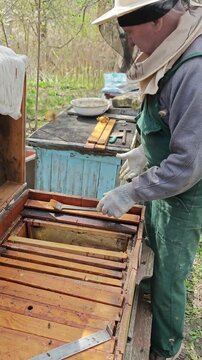 An experienced beekeeper, wearing a protective suit and hat, meticulously tends to a vibrant beehive in an outdoor apiary, using specialized tools to handle frames brimming with active honeybees and