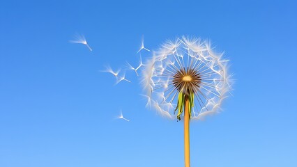 Fototapeta premium Dandelion seeds floating in the wind against a clear blue sky.
