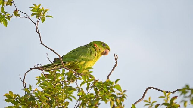 A beautiful Maritaca, (Psittacara leucophthalmus) in a jaboticaba tree in Brazil, basking in the late afternoon sun, selective focus, slow motion.