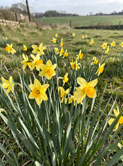 Fototapeta premium Close-up of vibrant yellow tulips growing in the wild with green leaves and brown soil on a sunny day.