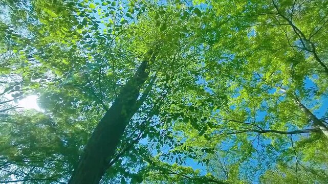 緑の木