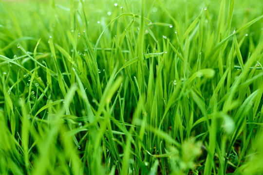 Fresh green grass with morning dew drops background