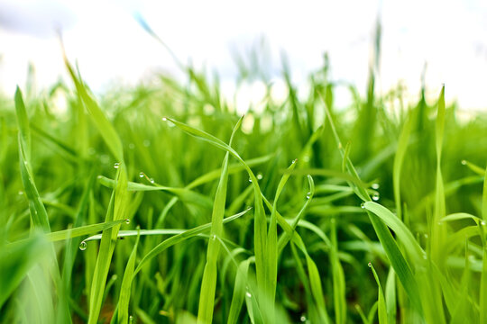 Vibrant green grass in soft sunlight