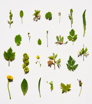 Wild plants and herbs collection on white background