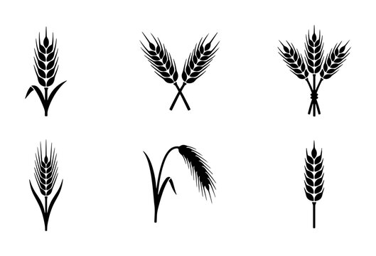 Black wheat ear icons set, organic cereal grain silhouettes, 6 vector barley and rye stalks for bakery logo design and agriculture branding