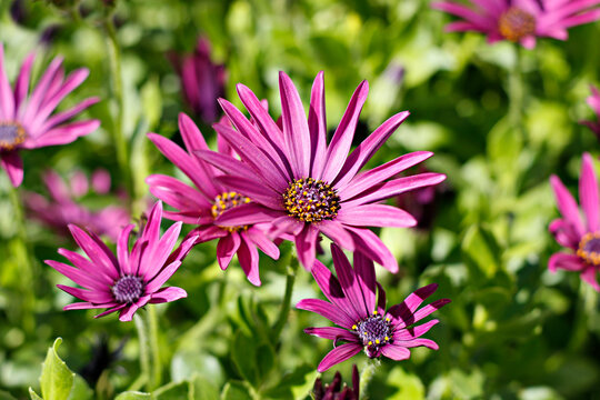 osteospermum en pleine floraison