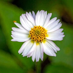 Fototapeta premium Close-up of a delicate white and pink petal flower with a yellow center, surrounded by blurred green foliage