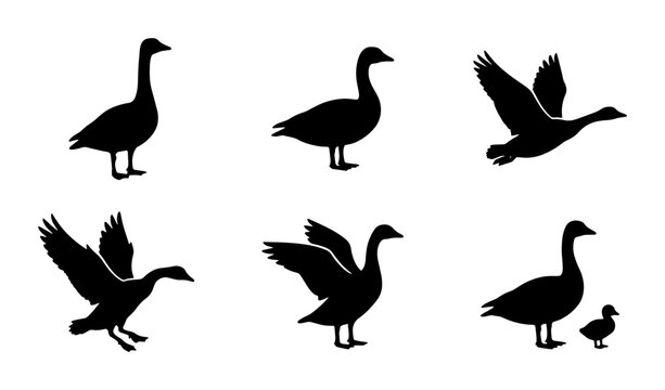 Goose silhouette vector set, black waterfowl icons in flying and standing poses, wild bird collection with gosling and gander silhouettes