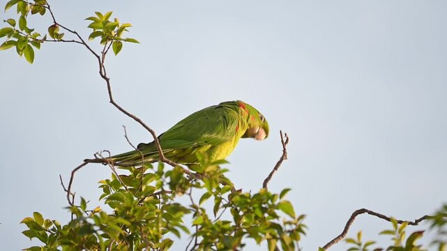 A beautiful Maritaca, (Psittacara leucophthalmus) in a jaboticaba tree in Brazil, basking in the late afternoon sun, selective focus, slow motion.