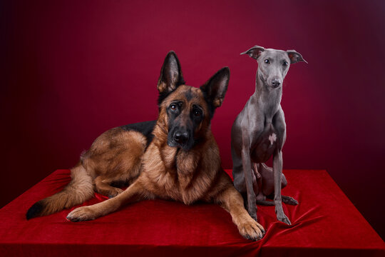 portrait of a two dogs on a red background