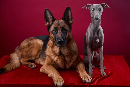 portrait of a two dogs on a red background