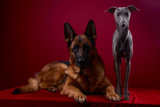 portrait of a two dogs on a red background