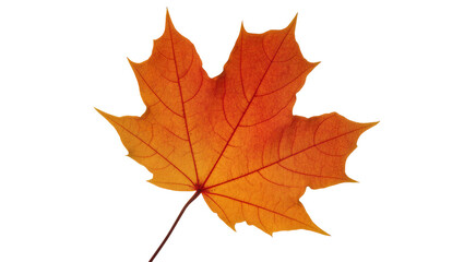 Obraz premium Vibrant orange Maple Leaf with prominent veins and stem