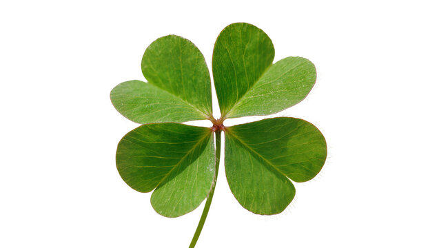 Four Leaf Clover Plant with Stem and Green Foliage