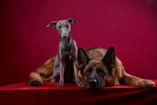 portrait of a two dogs on a red background