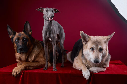 portrait of a three dogs on a red background