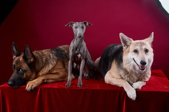 portrait of a three dogs on a red background