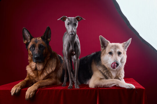portrait of a three dogs on a red background