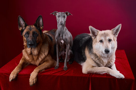 portrait of a three dogs on a red background