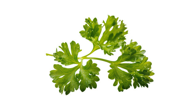 Fresh Green Curly Parsley Sprig with Delicate Leaves and Stems