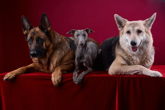 portrait of a three dogs on a red background