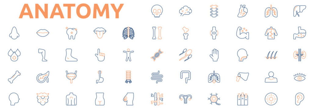 Anatomy icon set color outline style with skull, brain, spine, heart, lungs, liver, stomach, kidney, eye, ear, nose, mouth, tooth, tongue icons