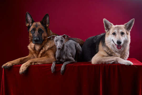 portrait of a three dogs on a red background