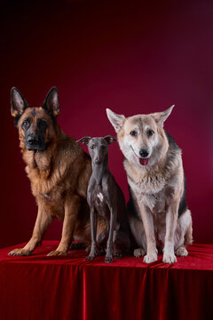 portrait of a three dogs on a red background