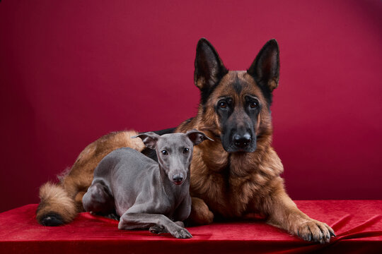portrait of a two dogs on a red background