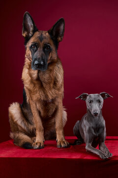 portrait of a two dogs on a red background