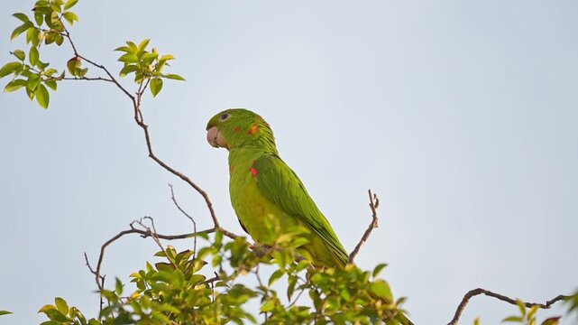 A beautiful Maritaca, (Psittacara leucophthalmus) in a jaboticaba tree in Brazil, basking in the late afternoon sun, selective focus, slow motion.