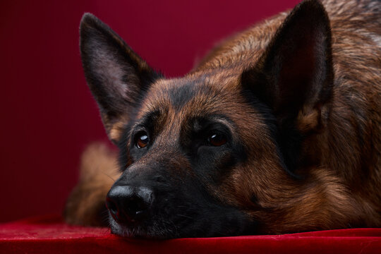 portrait of a dog on a red background