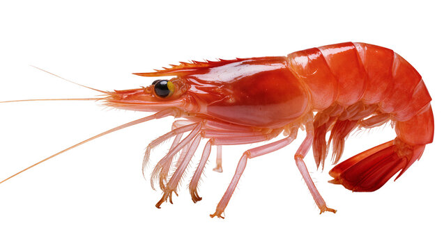 Raw Red Shrimp with Long Antennae and Delicate Legs