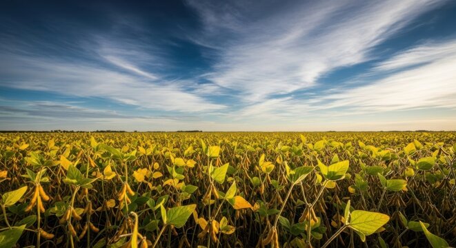 Expansive soybean farm field under a dramatic sky, showcasing agricultural abundance and natural beauty
