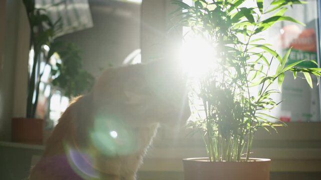 Playful long-haired ginger cat sitting by a sunlit window, curiously chewing and eating the leaves of a green parlor palm houseplant, a funny moment of domestic pet misbehavior