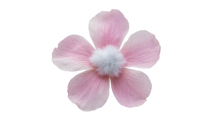 Obraz premium Delicate Pink Blossom Flower with Central Cottony Core