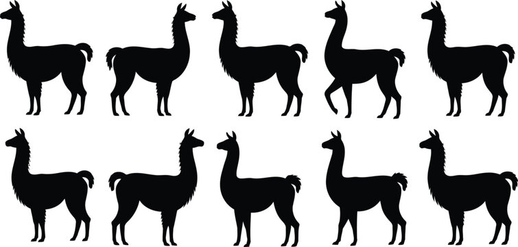Multiple black llama silhouettes standing in various positions, ideal for wildlife themed design projects