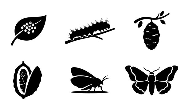 Butterfly life cycle silhouette icons, 6 stages of metamorphosis vector set, caterpillar and cocoon biological development symbols, moth growth process