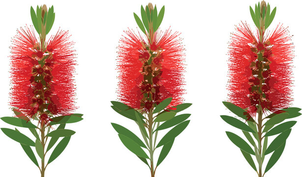 Three realistic red bottlebrush callistemon flowers with green leaves on stem isolated on white background Australian native plant vector illustration set
