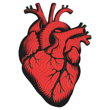 A red human heart anatomy model design with a floral nature pattern and bird wing shape in a vector art illustration style.
