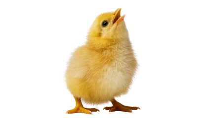 Fluffy yellow chick standing with beak open © Patricia