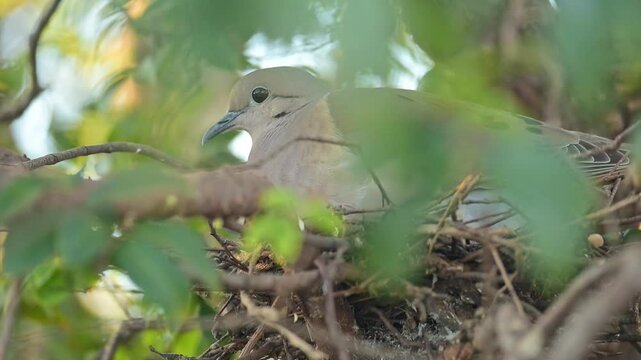Little dove, a beautiful little dove in its nest of twigs in a jaboticaba tree in Brazil, selective focus, slow motion.