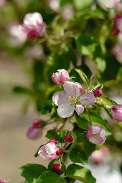Delicate blossom of the apple fruit tree
